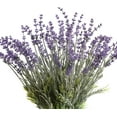 thumbnail image 1 of Artificial Lavender Flowers with Silk Flocked Fake Lavender Plant for Wedding Home Table Centerpiece Decor-Pack of, 1 of 5