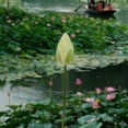 thumbnail image 1 of Artificial Lotus Flower Arrangement | Water Lily Decor for Home & Office | Pink White Green Silk Flowers | Buddha Table Centerpiece, 1 of 6