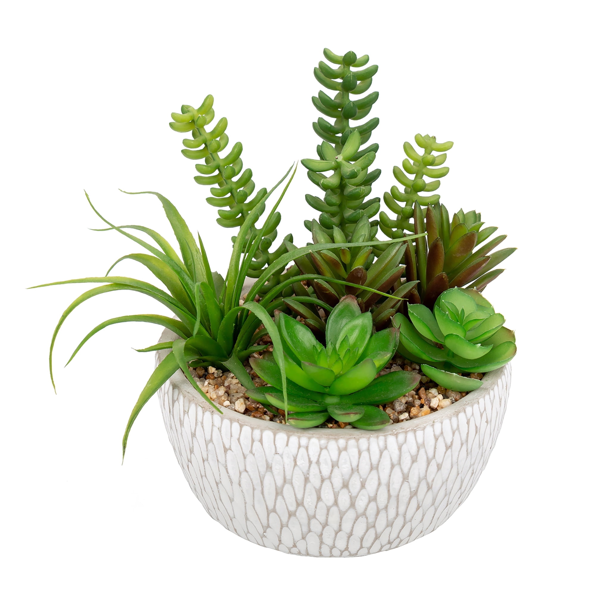 Arrangement de succulentes mixtes Ashland