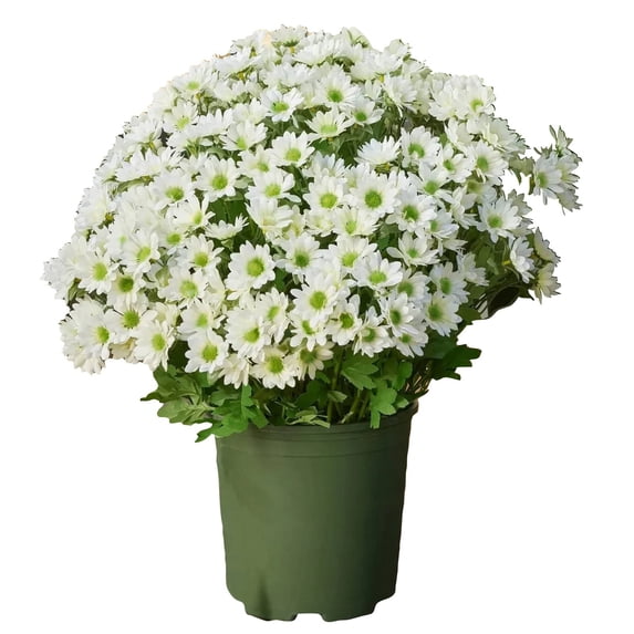 Artificial Mums for Outdoors, Ongmies Artificial Sunset Mums, Uv Resistant No Fade for Outside Porch Garden Pots Planters Autumn Fall Decor