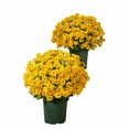 thumbnail image 1 of Artificial Outdoor Sunset Mums Flowers Weather Realistic Fake Flower Plants Faux Fall Silk Mums Look Real Outside Yard Decor Fall Florals Porch Decorations(Yellow), 1 of 8
