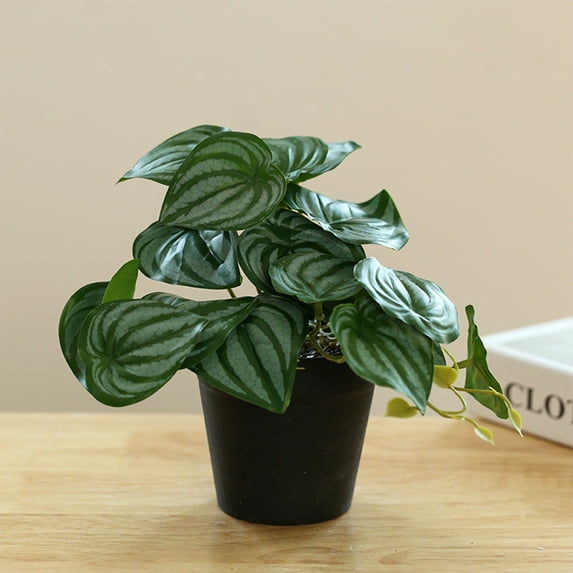 Artificial Peperomia argyreia Grandis Plant in Pot | Realistic Green Plastic Leaves | Small Faux Succulent Decor for Home, Living Room, Office, Shelf | 7.5x3.7in | Maintenance-Free | 1 Pack