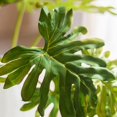 thumbnail image 1 of Artificial Philodendron Leaf Bundle 25" Tall, 1 of 10