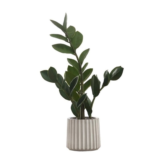 Artificial Plant - 20" Tall - Zz - Indoor - Table - Potted - Green Leaves
