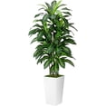 thumbnail image 1 of Artificial Dracaena  Indoor 5FT -  Tree with White Tall Planter - Faux Yucca Tall  Floor  in Pot - Artificial Trees for  Office  Room Decor Indoor, 1 of 7