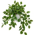 thumbnail image 1 of Artificial Plants Indoor Fake Potted Silk Plants Faux Watermelon Peperomia Draping Plant for Home Office Bathroom Shelf Cabinet Tabletop Decoration(Green - 1 Pack), 1 of 5