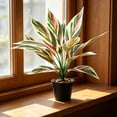 thumbnail image 1 of Artificial Potted Plants Fake Greenery for Indoor Home Decor - Faux Tree for Living Room Office Bedroom Shelf Tabletop Decoration - No Maintenance Artificial Plants with Sturdy PVC Leaves, 1 of 6