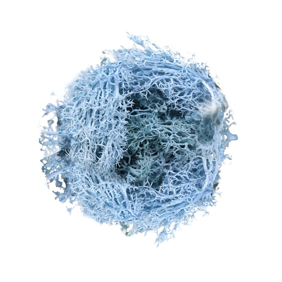Artificial Preserved Moss, Cosmug Natural Dried Reindeer Moss, 10g Realistic Moss, for Terrarium Making, Terrarium DIY, Craft Projects and Home DIY Crafts, Blue 3