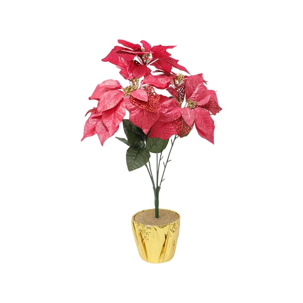 seekiefer bonsai Seedeo sterreichische Schwarzkiefer Bonsai 30 Samen