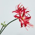 thumbnail image 1 of Artificial Red Spider Lilies Silk Flowers Branch with Long Stem Wedding Home Decoration Fake Lycoris Flower Photography Props (A), 1 of 7