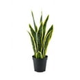 thumbnail image 1 of Artificial Snake Plant in Black Pot, 1 of 7