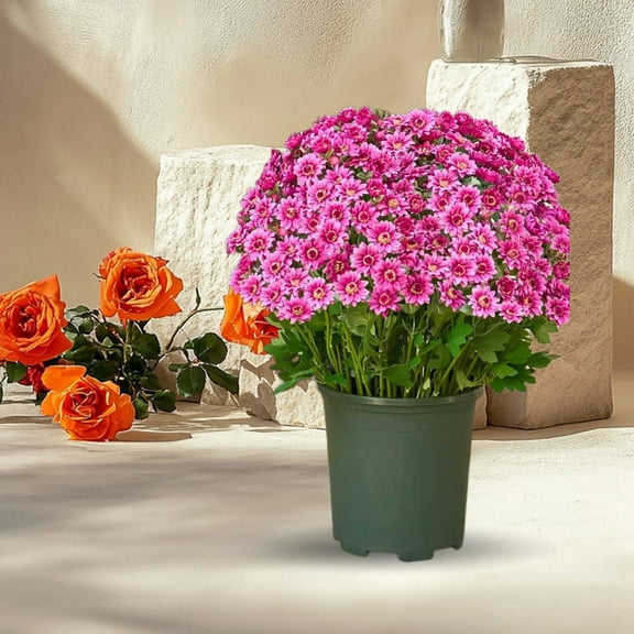 Artificial Sunset Daisy, Artificial Outdoor Sunset Daisy - UV Protection, Waterproof, Windproof, Fake Autumn Daisy with Eucalyptus, Looks Real, Full and Vibrant （5 Bundle Violet）