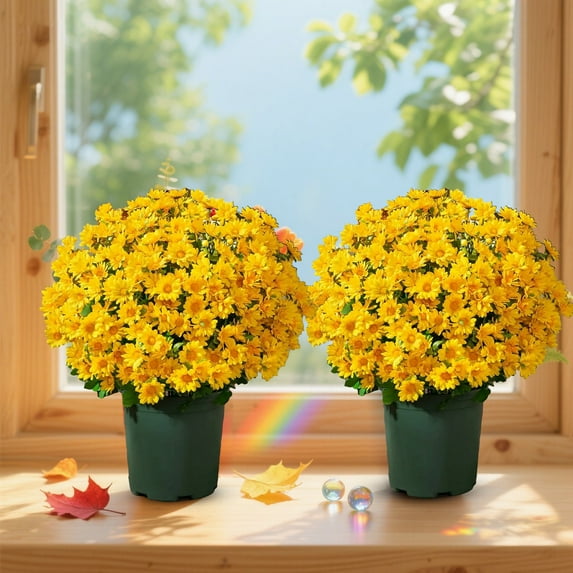 Artificial Sunset Mums,Lifelike Flowers For Decoration,10 Bundles Artificial Sunset Chrysanthemum Flowers For Outdoor Decoration – Fade Proof Realistic Flowers For Garden Patio And Porch(Yellow)