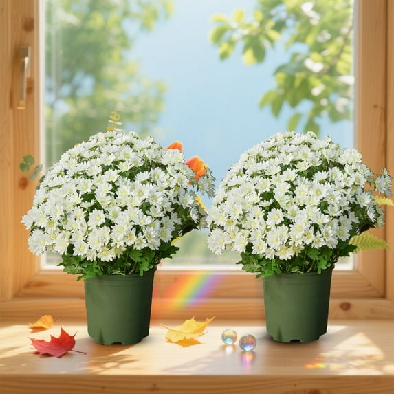 Artificial Sunset Mums,Lifelike Flowers For Decoration,10 Bundles Artificial Sunset Chrysanthemum Flowers For Outdoor Decoration – Fade Proof Realistic Flowers For Garden Patio And Porch(White)