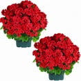 thumbnail image 1 of Artificial Topiary for Outdoors- 20” Potted Plant Fake Geraniums Bush-UV Resistant Artificial Outdoor Plant for Front Porch, Garden, Yard, Patio Decor（Red）, 1 of 5