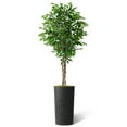 thumbnail image 1 of Artificial Tree in Geometric Spiral Pattern Planter, Fake Ficus Silk Tree for Indoor and Outdoor Home Decoration - 75" Overall Tall (Plant Pot Plus Tree), 1 of 5