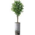thumbnail image 1 of Artificial Tree in Modern Granite Effect Planter, Fake Ficus Silk Tree for Indoor and Outdoor Home Decoration - 75" Overall Tall (Plant Pot Plus Tree), 1 of 5