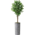 thumbnail image 1 of Artificial Tree in Modern Triangel Pattern Planter, Fake Ficus Silk Tree for Indoor and Outdoor Home Decoration - 75" Overall Tall (Plant Pot Plus Tree), 1 of 5