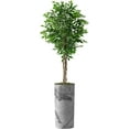 thumbnail image 1 of Artificial Tree in Gray Marble Effect Planter, Fake Ficus Silk Tree for Indoor and Outdoor Home Decoration - 75" Overall Tall (Plant Pot Plus Tree), 1 of 5