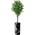 thumbnail image 1 of Artificial Tree in Modern Marble Effect Planter, Fake Ficus Silk Tree for Indoor and Outdoor Home Decoration - 75" Overall Tall (Plant Pot Plus Tree), 1 of 5