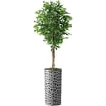 thumbnail image 1 of Artificial Tree in Modern Planter, Fake Ficus Silk Tree for Indoor and Outdoor Home Decoration - 75" Overall Tall (Plant Pot Plus Tree), 1 of 5