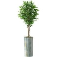 thumbnail image 1 of Artificial Tree in Modern Planter, Fake Ficus Silk Tree for Indoor and Outdoor Home Decoration - 75" Overall Tall (Plant Pot Plus Tree), 1 of 5