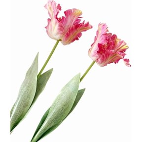 Artificial Tulip Flowers,27.2in Fake Flowers Artificial Flowers Parrot Tulips Long Stem Faux Plants Branch Greenery Vase Filler for Home Office Decor (2PCS,Pink)