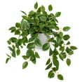 thumbnail image 1 of Artificial Watermelon Peperomia Vine Decor Fake Hanging Silk Plants for Bedroom Faux Potted Plants Home Decor, 1 of 5