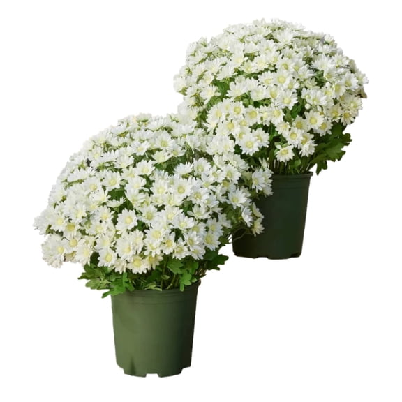 Artificial White Mums,UV Resistant, Waterproof, Windproof, Look Real, Full, Vibrant, Never Faded, Reflecting Autumn Vibe