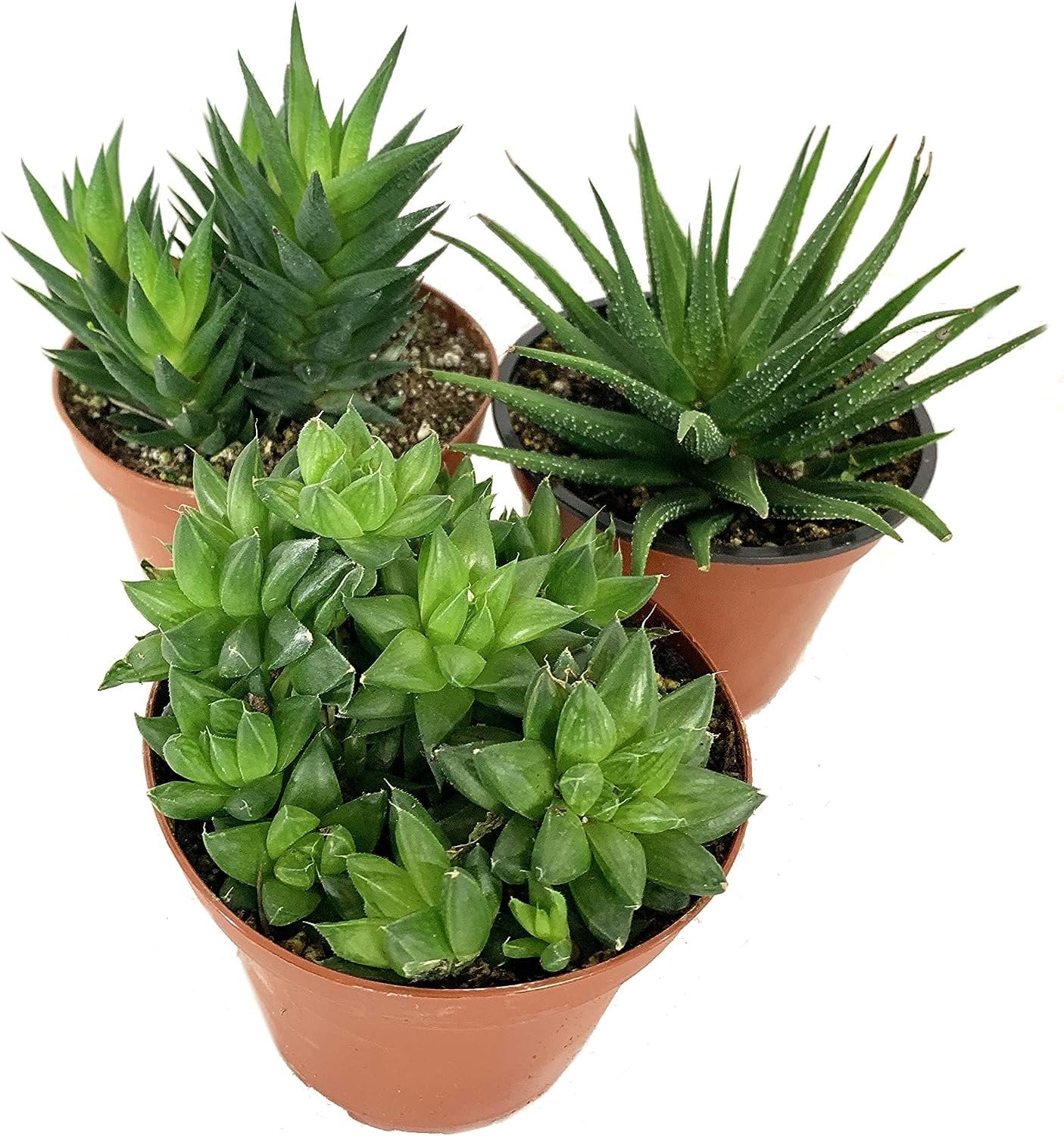 Artisan Grown Haworthia Succulent Collection  3 Live Haworthia Plants in 4 Inch Pots  Growers Choice - Hand-Picked for Beauty  Perfect Plant Assortment for Indoors or Outdoors