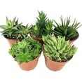 thumbnail image 1 of Artisan Grown Haworthia Succulent Collection  5 Live Haworthia Plants in 4 Inch Pots  Growers Choice - Hand-Picked for Beauty  Perfect Plant Assortment for Indoors or Outdoors, 1 of 6