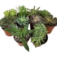 thumbnail image 1 of Artisan Grown Succulent Collection  10 Live Succulent Plants in 4 Inch Pots  Growers Choice - Hand-Picked for Beauty  Perfect Plant Assortment for Indoors or Outdoors, 1 of 6