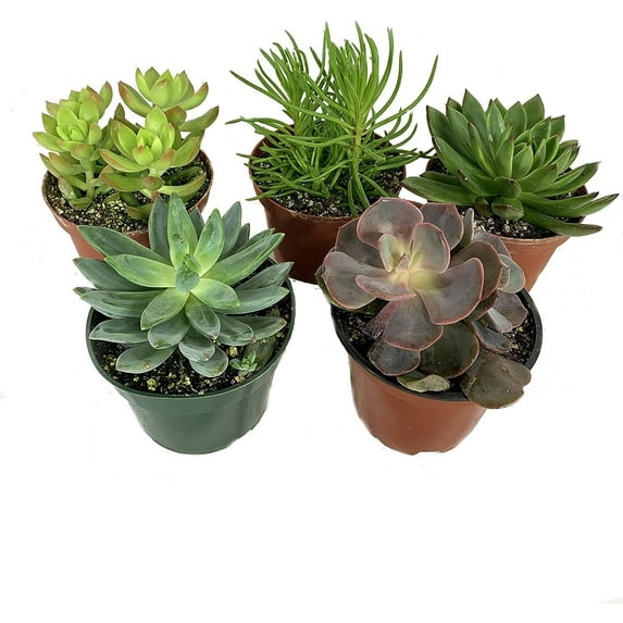 Artisan Grown Succulent Collection 5 Live Succulent Plants in 4 Inch Pots Growers Choice - Hand-Picked for Beauty Perfect Plant Assortment for Indoors or Outdoors