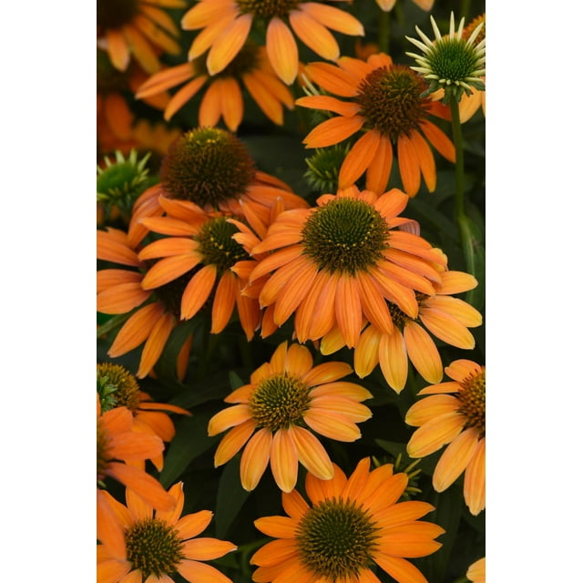 Artisan™ Soft Orange Coneflower Perennial - Echinacea - Gallon Pot ...