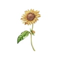 thumbnail image 1 of Artisanal Crafted Sunflowers Brooch Detailed Petals Alloy Fashion Accessory For Hats Bags And Outfits, 1 of 7