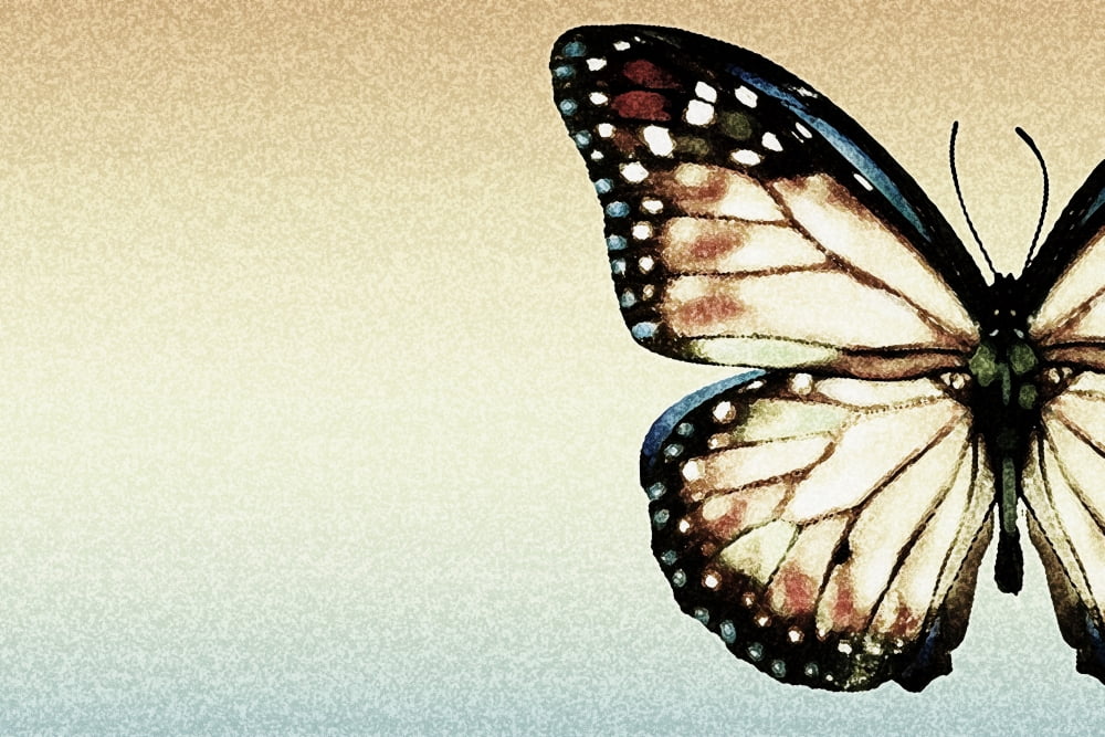 Artistic Butterfly Canvas Art - Chris and Kate Knorr Design Pics (36 x 24)