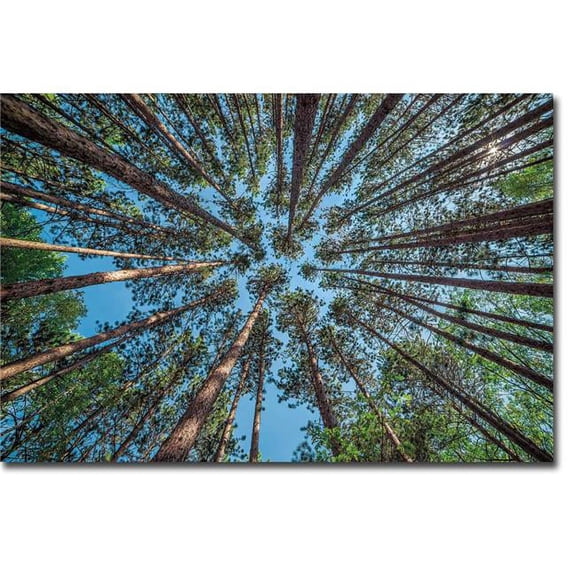 Artistic Home Gallery 1218P494CG Up by Daniel J Bellyk Premium Gallery-Wrapped Canvas Giclee Art - Ready-to-Hang, 12 x 18 x 1.5 in.