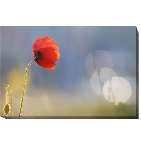 Artistic Home Gallery 2436J757IG Echoes by Roeselien Raimond Premium Gallery-Wrapped Canvas Giclee Art - Ready-to-Hang, 24 x 36 x 1.5 in.