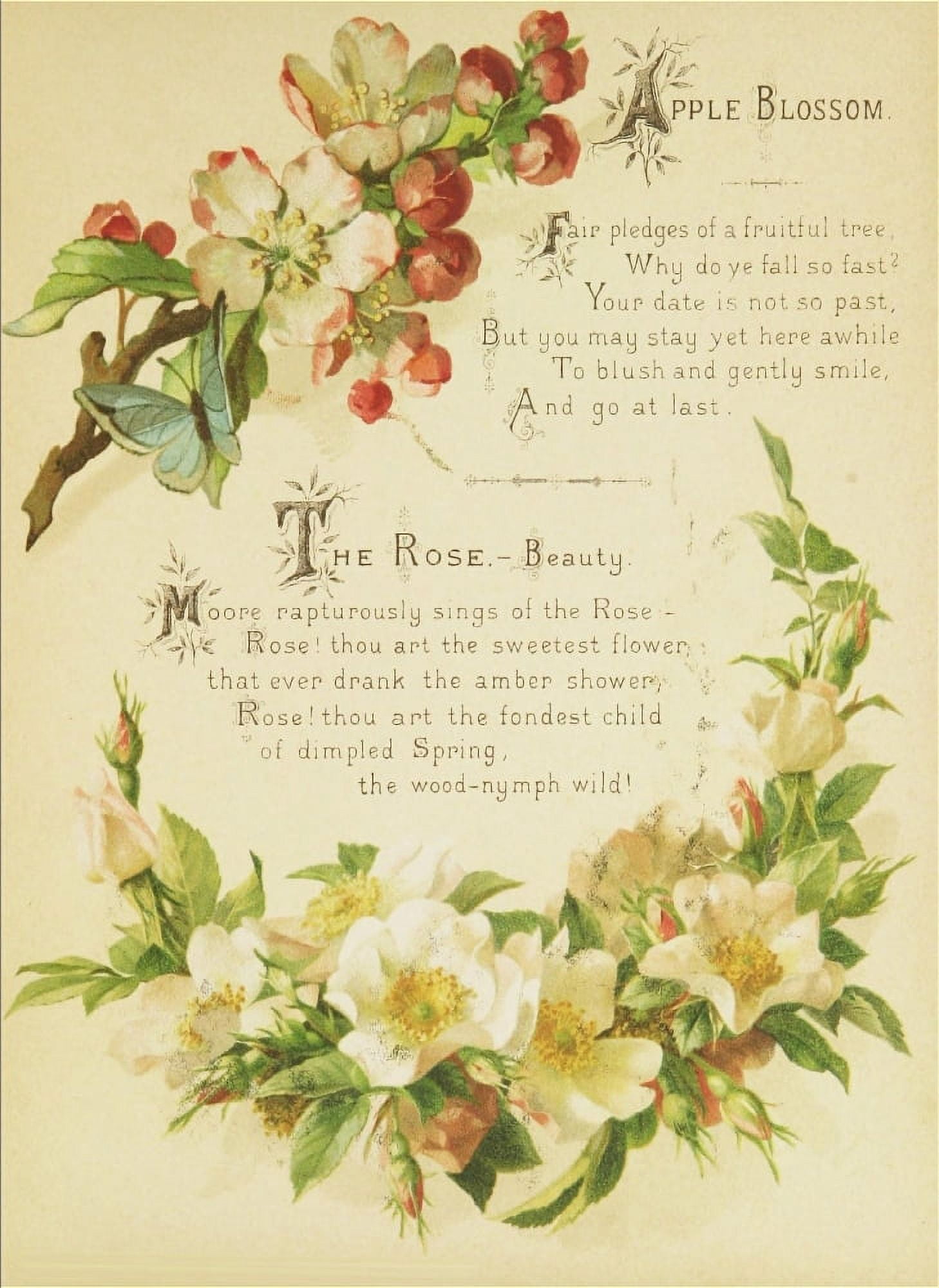 Artistic Language of Flowers 1888 Apple Blossom Canvas Art - Unknown (18 x 24)