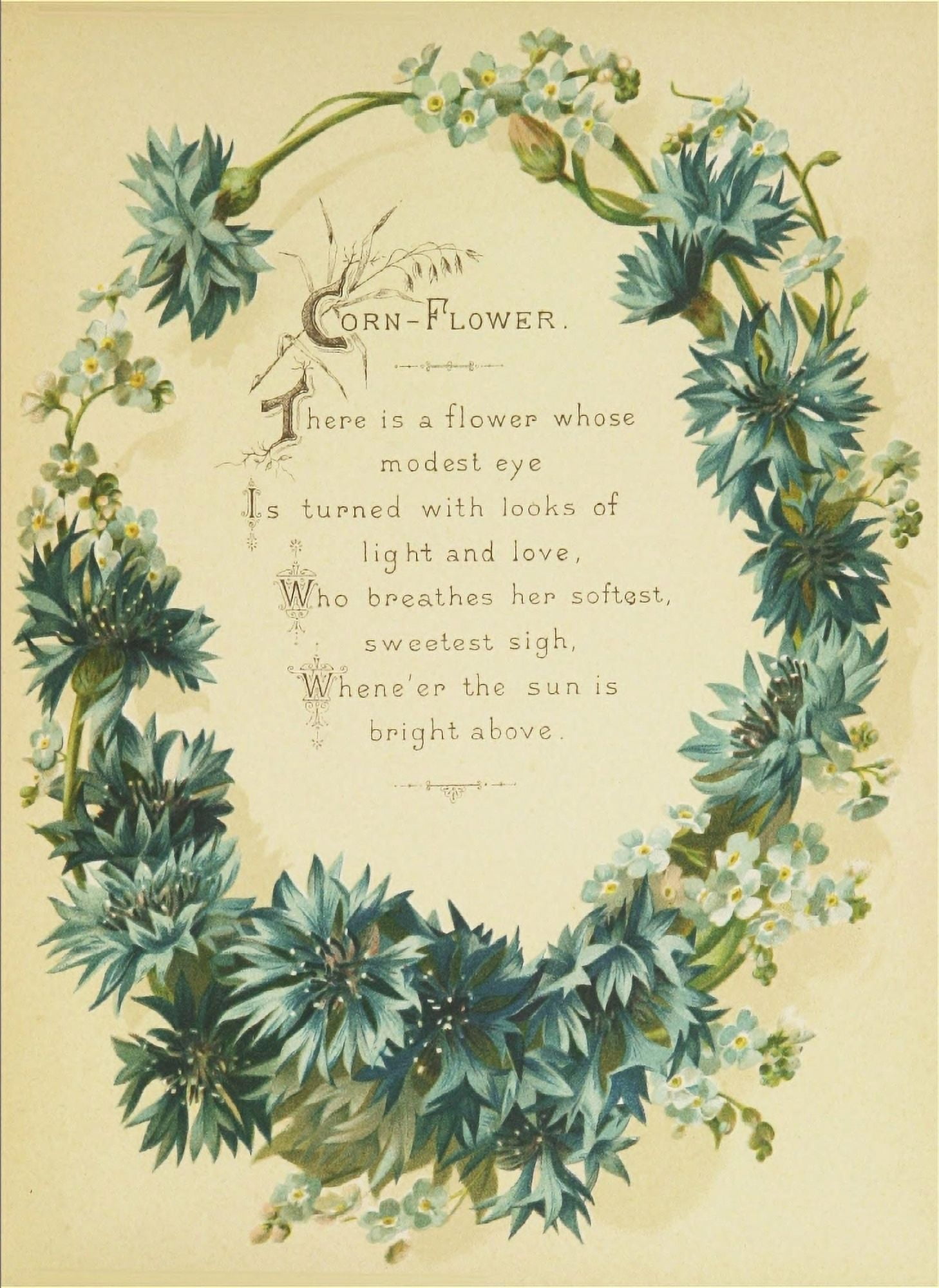 Artistic Language of Flowers 1888 Corn-flower Canvas Art - Unknown (18 x 24)