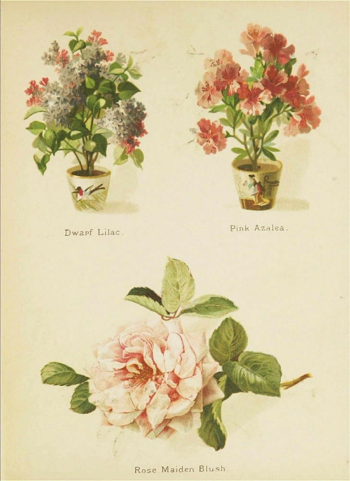 Artistic Language of Flowers 1888 Lilac Azalea Rose Canvas Art - Unknown (18 x 24)