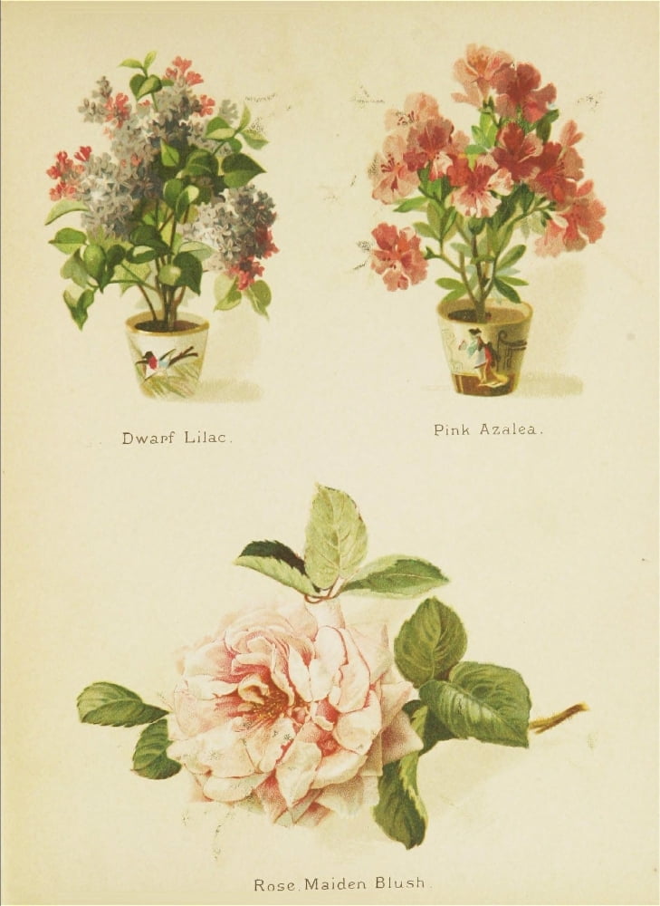Artistic Language of Flowers 1888 Lilac Azalea Rose Canvas Art - Unknown (24 x 36)