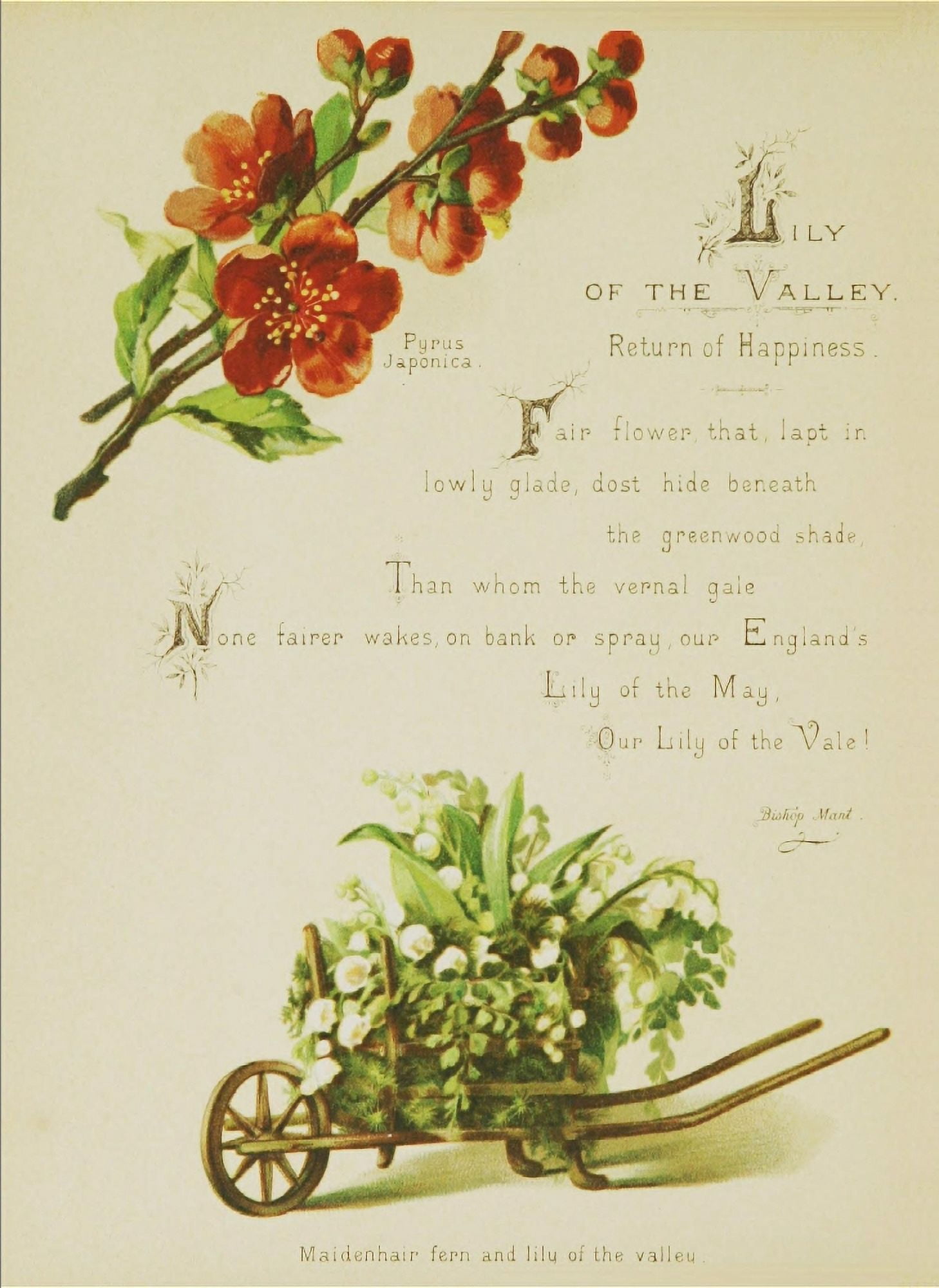 Artistic Language of Flowers 1888 Lily of the Valley Canvas Art - Unknown (18 x 24)