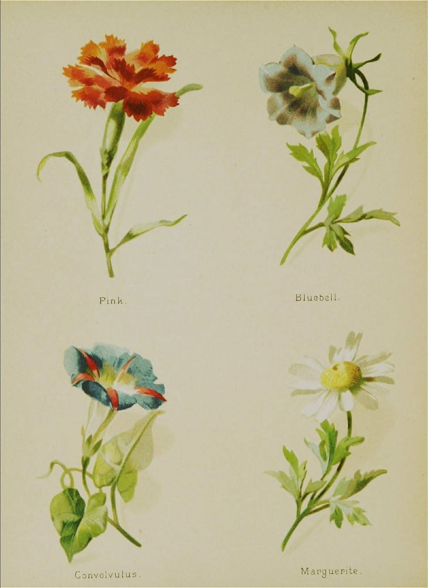 Artistic Language of Flowers 1888 Marguerite et al Canvas Art - Unknown (18 x 24)