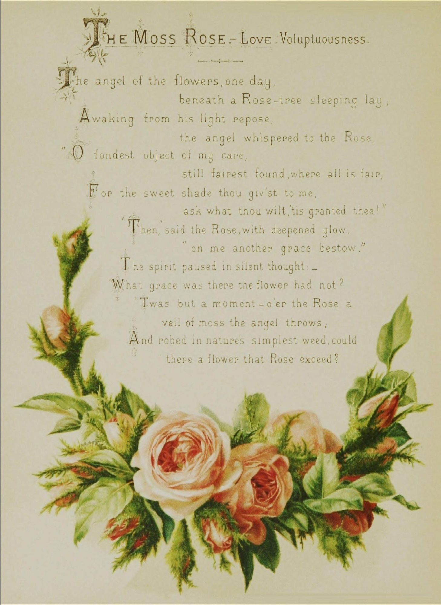 Artistic Language of Flowers 1888 Moss Rose Canvas Art - Unknown (24 x 36)