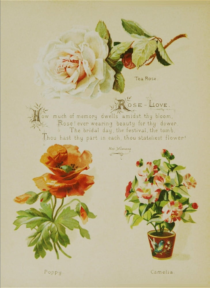 Artistic Language of Flowers 1888 Rose-love Canvas Art - Unknown (18 x 24)