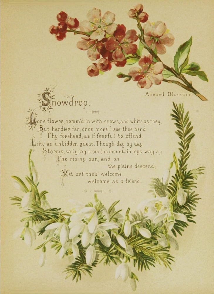 Artistic Language of Flowers 1888 Snowdrop Canvas Art - Unknown (24 x 36)