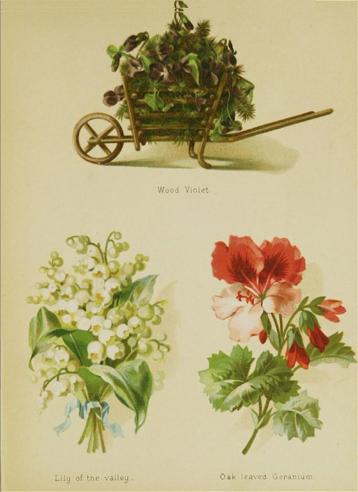 Artistic Language of Flowers 1888 Violet Lily Geranium Canvas Art - Unknown (18 x 24)