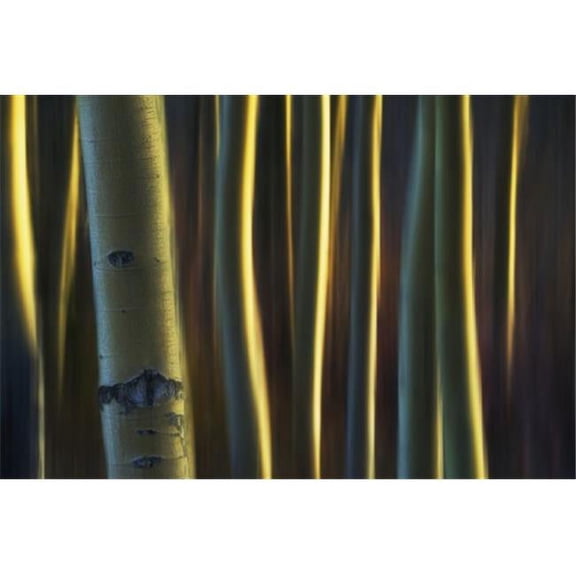 Artistic View of Aspen Trees Using A Vertical Panning Technique - Carcross Yukon Canada Poster Print by Robert Postma, 38 x 24 - Large
