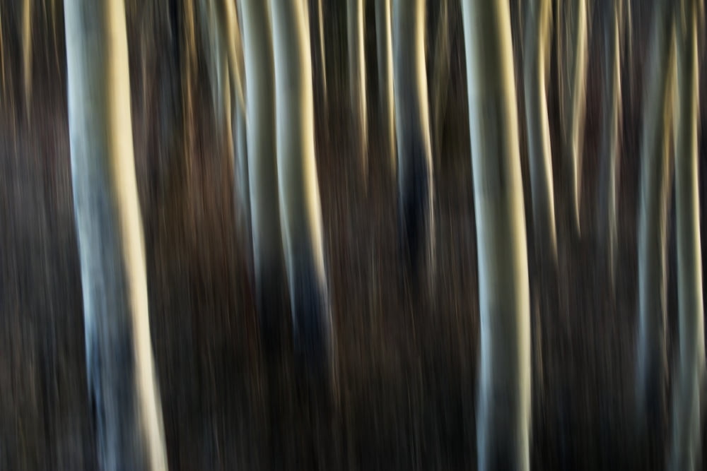 Artistic view of aspen trees using a vertical panning technique Carcross Yukon Canada Canvas Art - Robert Postma Design Pics (19 x 12)